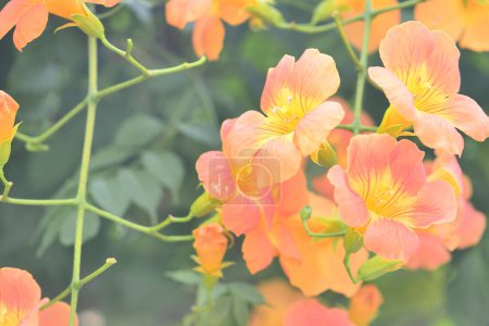 Foto de Flores coloridas en el jardín de verano - Imagen libre de derechos