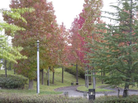 Téléchargez les photos : Beau paysage d'automne. Arbres au feuillage brillant - en image libre de droit