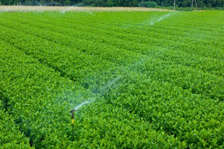 Foto de Plantas de té verde y salpicaduras de agua de aspersores - Imagen libre de derechos