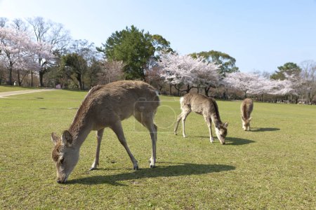 Téléchargez les photos : Pâturage de cerfs dans la prairie du parc Nara - en image libre de droit