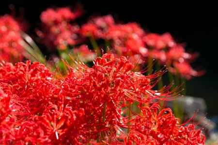 Foto de Primer plano de flores rojas en el jardín, fondo borroso - Imagen libre de derechos