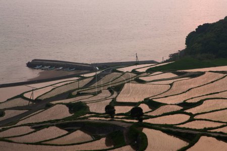 Terraced rice fields in water season
