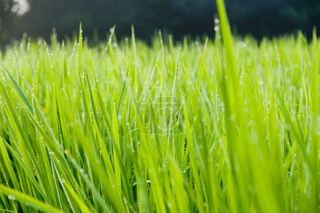 Téléchargez les photos : Vue rapprochée de l'herbe verte fraîche avec des gouttes d'eau dans le jardin - en image libre de droit