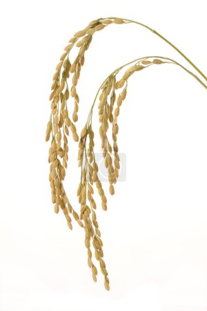 Photo for Wheat ears on the white background, close up - Royalty Free Image