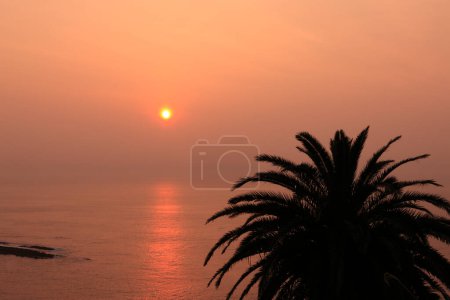 Foto de Hermoso cielo brillante del amanecer sobre el océano y la palmera en primer plano - Imagen libre de derechos
