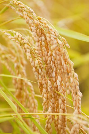 Photo for Golden rice plant, nature and agriculture concept - Royalty Free Image