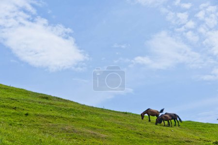 Téléchargez les photos : Troupeau de chevaux broutant dans la prairie - en image libre de droit