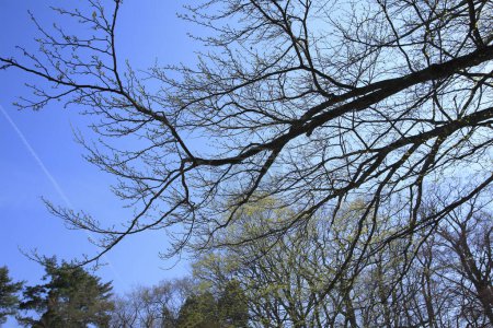 Foto de Hermosa vista del bosque con árboles de primavera contra el cielo azul - Imagen libre de derechos