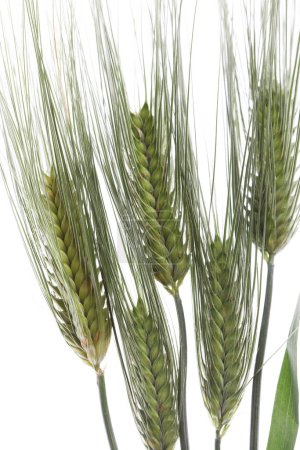 Téléchargez les photos : Oreilles de blé vert isolées sur fond blanc - en image libre de droit