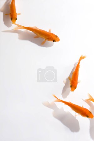 Téléchargez les photos : Beau poisson orange koï nageant dans l'eau claire. - en image libre de droit