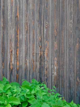Foto de Vieja pared de madera con hojas verdes - Imagen libre de derechos