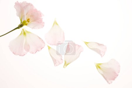 Foto de Hermosa flor rosa con pétalos sobre fondo blanco, de cerca - Imagen libre de derechos