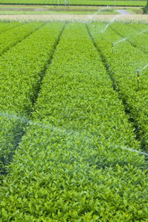 Foto de Plantas de té verde y salpicaduras de agua de aspersores - Imagen libre de derechos