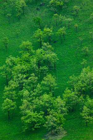 Téléchargez les photos : Vue aérienne d'un beau paysage avec des arbres verts en montagne - en image libre de droit
