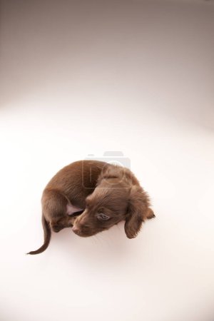 Photo for Adorable little dachshund puppy lying in white studio - Royalty Free Image