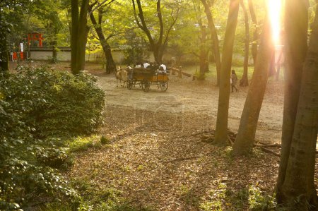 Téléchargez les photos : Scène tranquille dans un ancien sanctuaire japonais - en image libre de droit