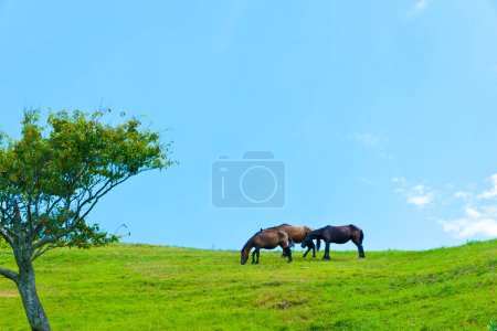 Photo for Herd of horses grazing in meadow - Royalty Free Image