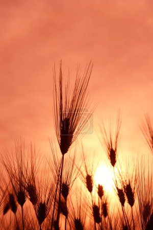 Téléchargez les photos : Beau champ de blé et ciel du matin, gros plan - en image libre de droit