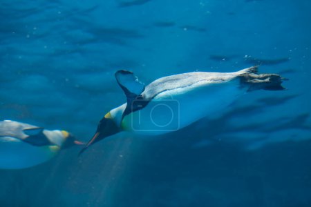 Foto de Lindos pingüinos en el agua en el fondo, de cerca - Imagen libre de derechos