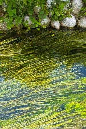 Téléchargez les photos : Algues vertes et roches dans l'eau - en image libre de droit