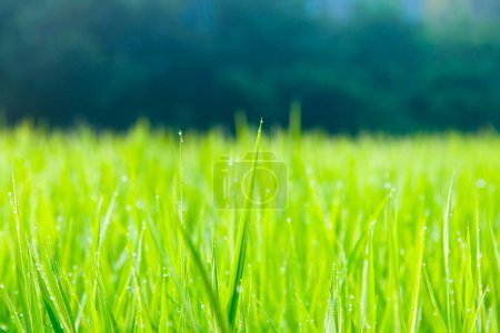Photo for Close-up view of fresh green grass with water drops in garden - Royalty Free Image