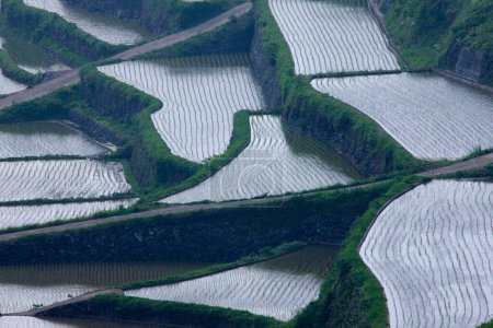 Photo for Terraced rice fields in water season - Royalty Free Image