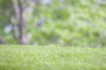 Foto de Hierba verde en el parque con árboles sobre fondo natural - Imagen libre de derechos