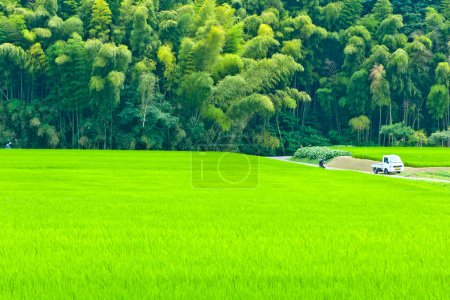 Photo for Rice field in japan - Royalty Free Image