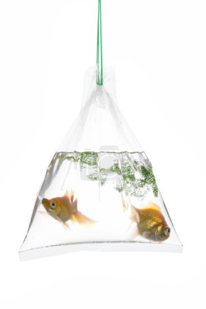 Téléchargez les photos : Vue rapprochée de deux poissons dorés dans l'aquarium - en image libre de droit
