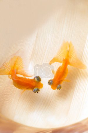 Foto de Dos peces de oro en el agua - Imagen libre de derechos