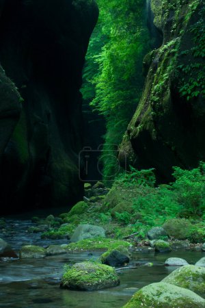 Téléchargez les photos : Belle vue sur un petit ruisseau rapide et des pierres couvertes de mousse - en image libre de droit