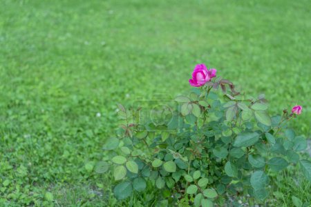 Téléchargez les photos : Belles roses roses dans le jardin en arrière-plan, gros plan - en image libre de droit