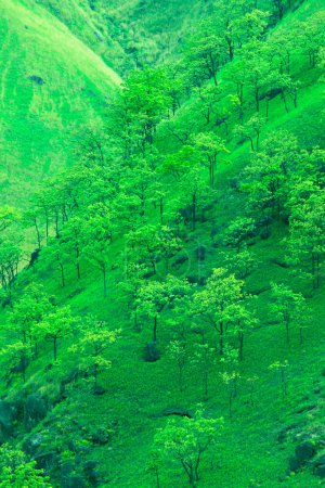 Téléchargez les photos : Herbe verte et arbres dans les montagnes. Prairies à partir de Sagiridai - en image libre de droit