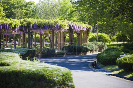Téléchargez les photos : Fleurs de glycine sauvage au printemps dans le jardin au Japon - en image libre de droit