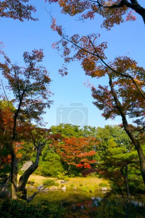 Téléchargez les photos : Floraison d'automne dans le parc du Japon - en image libre de droit