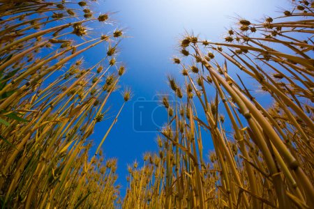 Téléchargez les photos : Champ de blé doré aux rayons du soleil. Agriculture, agriculture, agronomie, industrie, nature concept - en image libre de droit