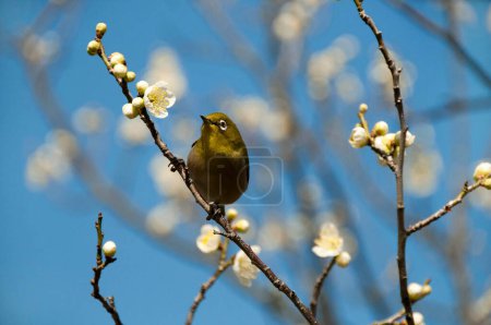 Foto de Pájaro en flor rama de cerezo - Imagen libre de derechos