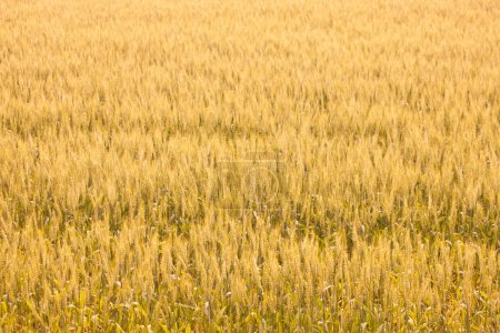 Photo for Wheat field. beautiful golden ears in field close up. - Royalty Free Image