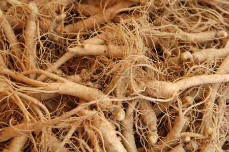 Photo for Close up of roots - Royalty Free Image