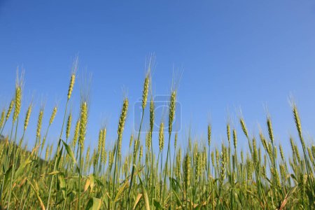 Foto de Hermoso campo de trigo verde en primavera - Imagen libre de derechos