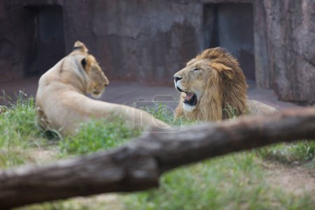 Foto de Dos leones acostados en el zoológico - Imagen libre de derechos