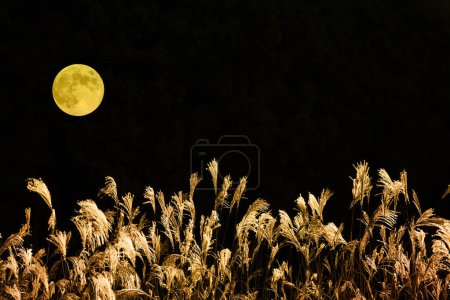 Téléchargez les photos : Pleine lune dans la nuit - en image libre de droit