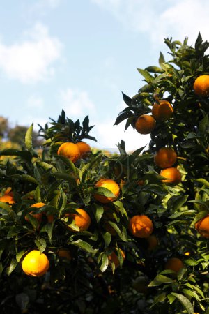 Téléchargez les photos : Fruits orange mûrs sur l'arbre sur fond de nature - en image libre de droit