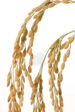 Photo for Dried golden rice ears on white background - Royalty Free Image