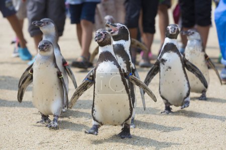 Téléchargez les photos : Pingouins mignons dans le zoo et les jambes des gens - en image libre de droit