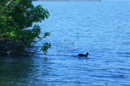 Téléchargez les photos : Oiseau noir dans le lac sur fond de nature - en image libre de droit