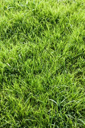Téléchargez les photos : Pelouse verte dans le parc. texture herbe verte. - en image libre de droit