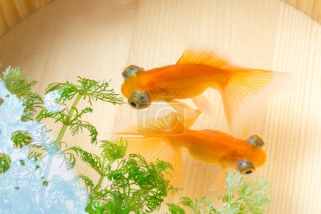 Téléchargez les photos : Vue rapprochée de deux poissons dorés dans l'aquarium - en image libre de droit