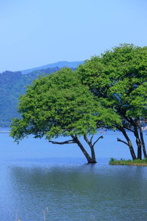 Téléchargez les photos : Paysage pittoresque avec lac et beaux arbres verts - en image libre de droit