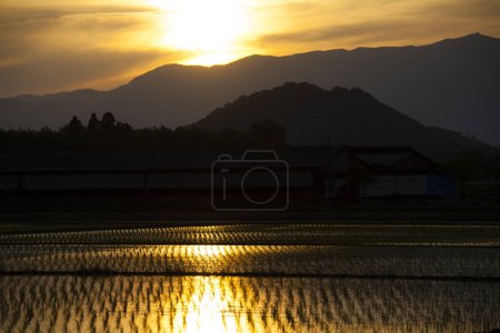 Foto de Hermoso atardecer sobre el campo de arroz - Imagen libre de derechos